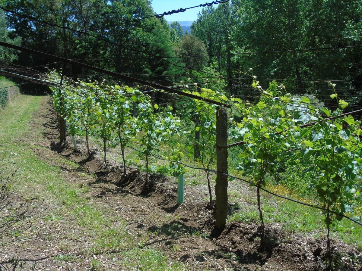 Quinta Da Chouza Agroturismo E Enoturismo 塞洛里库迪巴什图 外观 照片
