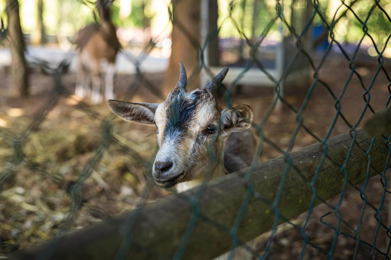 Quinta Da Chouza Agroturismo E Enoturismo 塞洛里库迪巴什图 外观 照片